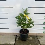 Vavrínovec lekársky (Prunus laurocerasus) ´NOVITA´ - výška: 30-50 cm, kont. C3L